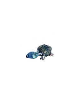 Pipa Turtle
