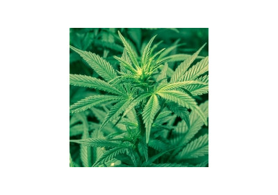 Poti sa devii dependent de marijuana?