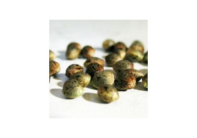 Cum sa alegi cele mai bune seminte de cannabis pentru colectie