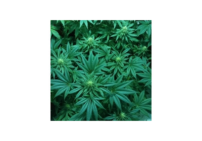 Care este statutul legal al cannabis-ului in Europa?