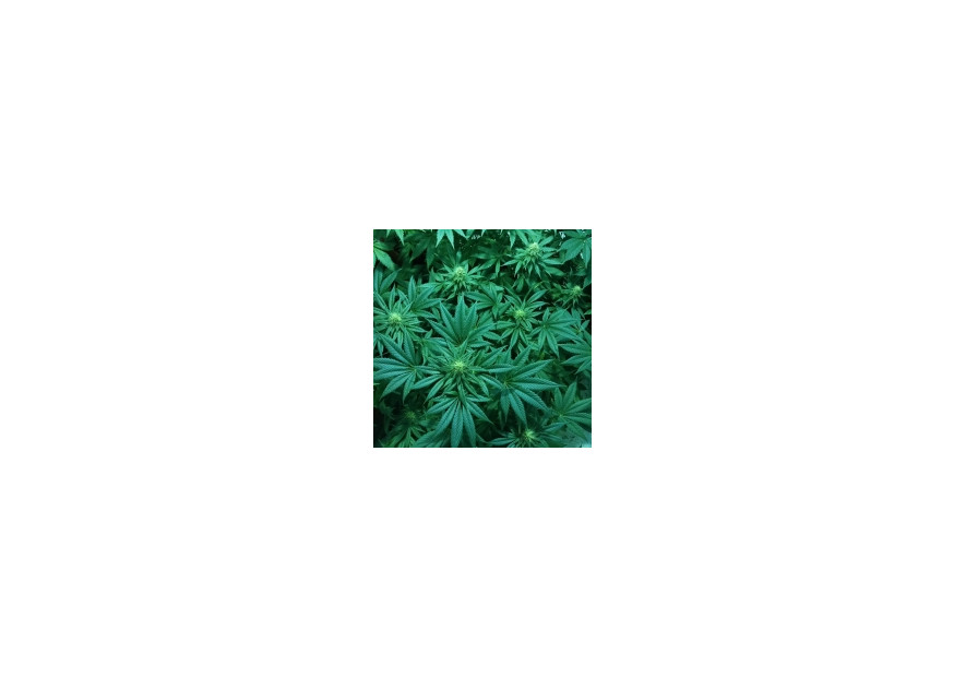 Care este statutul legal al cannabis-ului in Europa?