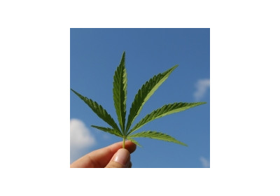 Curios din fire? Iata cateva lucruri despre cannabis pe care sigur nu le stiai