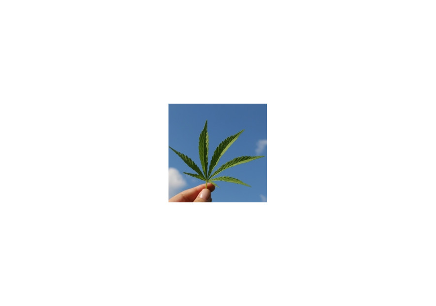 Curios din fire? Iata cateva lucruri despre cannabis pe care sigur nu le stiai