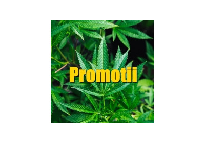 Afla care sunt promotiile speciale Legalizeit din acest moment!