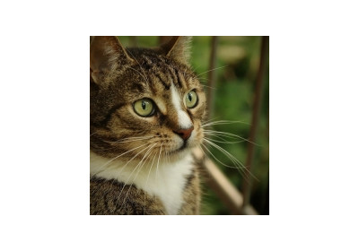 Esti iubitor de animale? Foloseste ulei CBD pentru a le trata afectiunile!