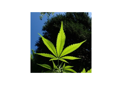 Consulta Dictionarul „planet420.ro”!