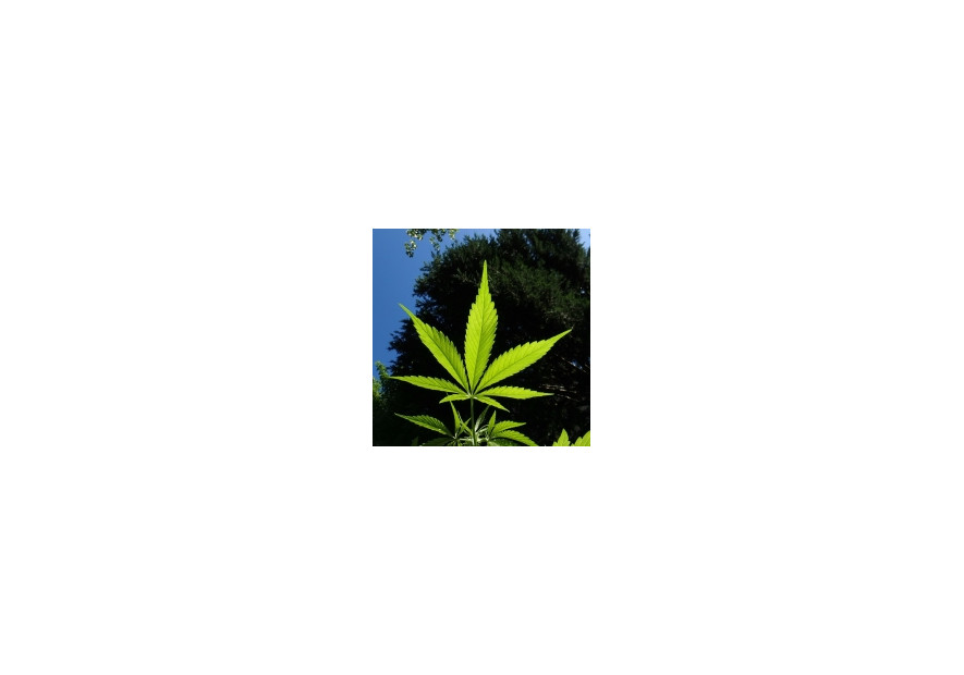 Consulta Dictionarul „planet420.ro”!