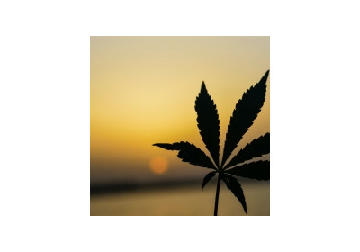 Legalize it, nu o spunem doar noi! Melodia care transmite exact acelasi mesaj